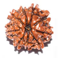 9 MUKHI RUDRAKSHA