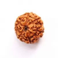 7 MUKHI