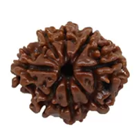 8 MUKHI RUDRAKSHA