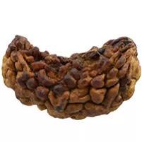 EK MUKHI RUDRAKSH