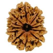 12 MUKHI RUDRAKSHA